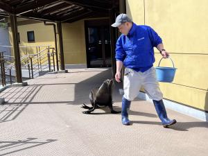 宮島水族館（オットセイお散歩タイム）
