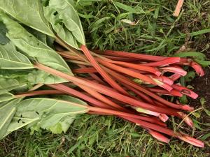 生ルバーブの写真