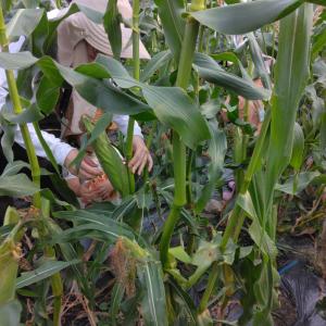 とうもろこし収穫