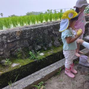 とうもろこし試食