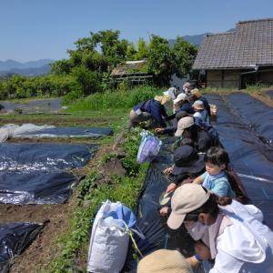 さつまいも植え