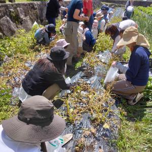 じゃがいも収穫１