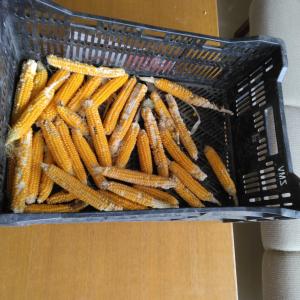 ポップコーン生_