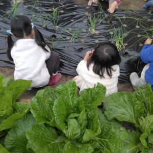 タマネギ植え付け