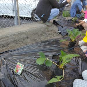 イチゴの苗植え