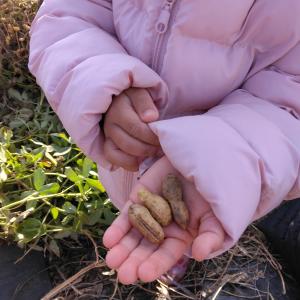 落花生収穫