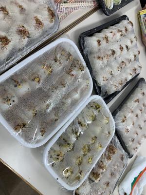 調理したおむすび