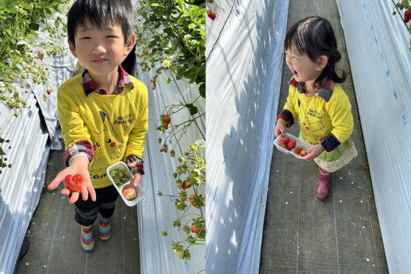 いちご狩り2