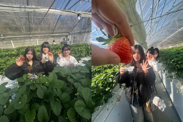 いちご狩り4