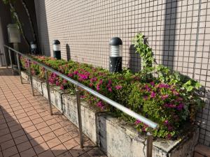 ツツジ1