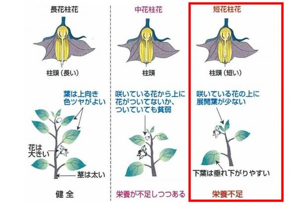 短花