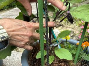 プランター6月9日.3