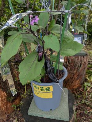 阿部6月9日.1