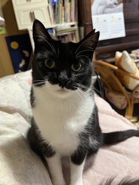 飼い主のいない猫を増やさない