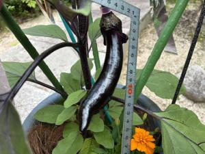 庄屋6月15日.2