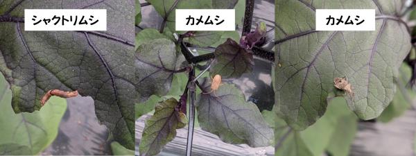 虫
