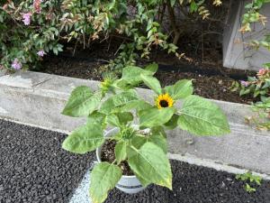 ひまわり