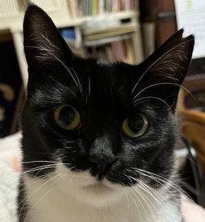 地域猫写真