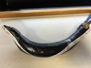 佐伯長ナス6月26日