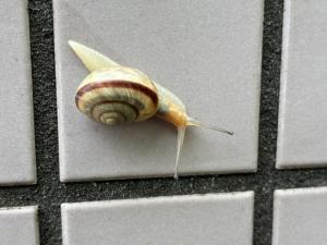 かたつむり