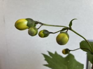 キレンゲショウマ2