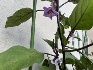 7月17日.1