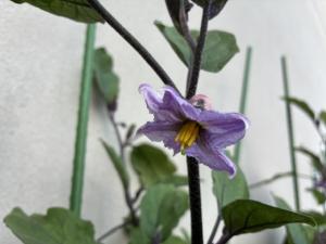 7月17日.2