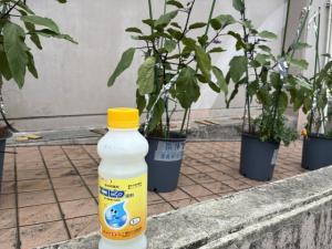 エコピタ1
