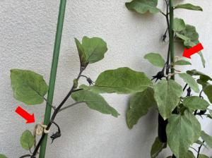 7月30日.2