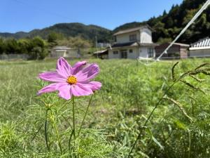 コスモス9月17日