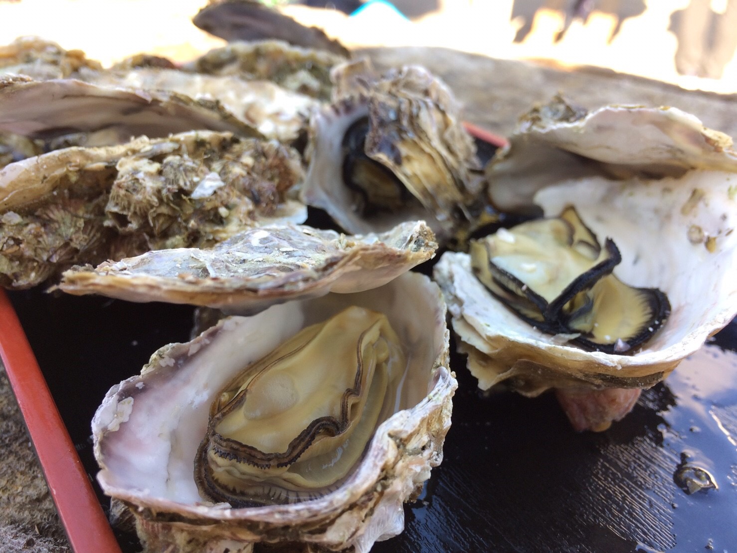 殻付き牡蠣