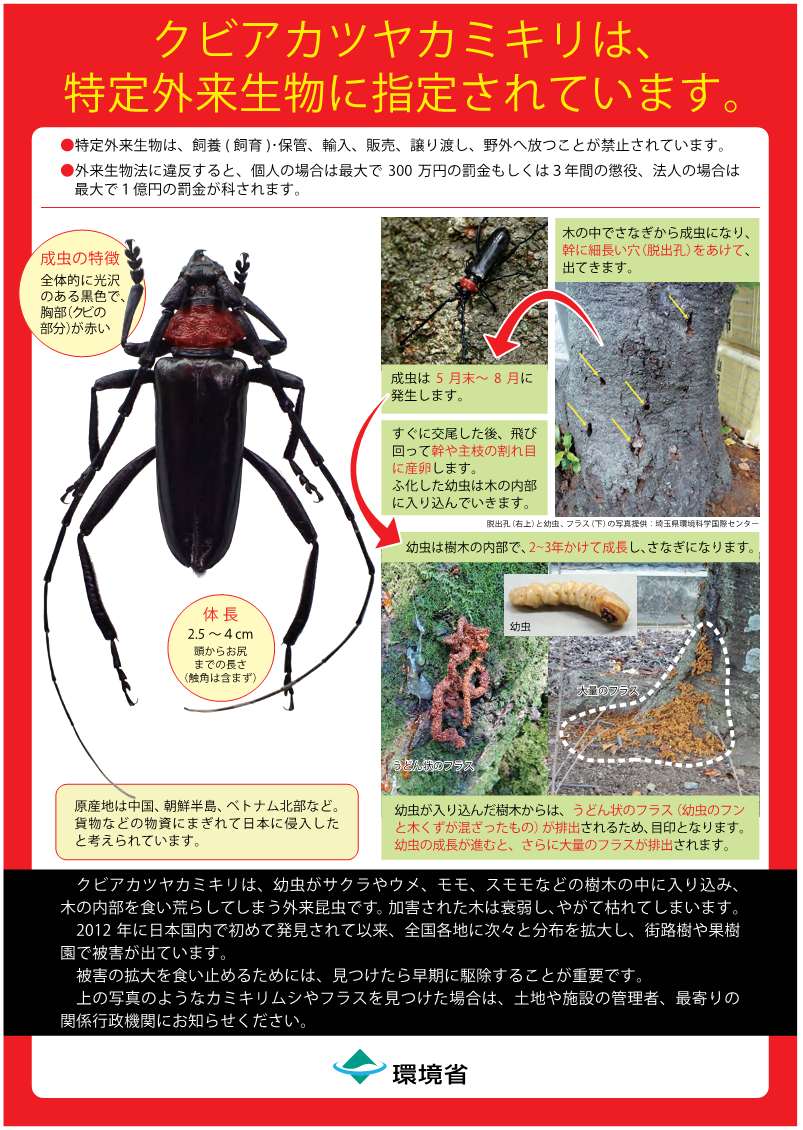 案内