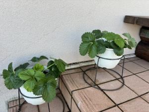 いちご10月