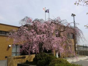 原市民センターの桜