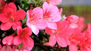 市の花　さつき