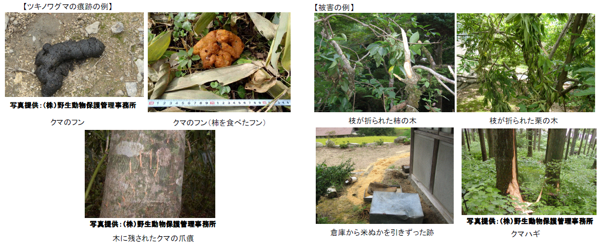 ツキノワグマの痕跡と被害の例