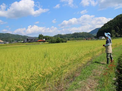 田んぼ