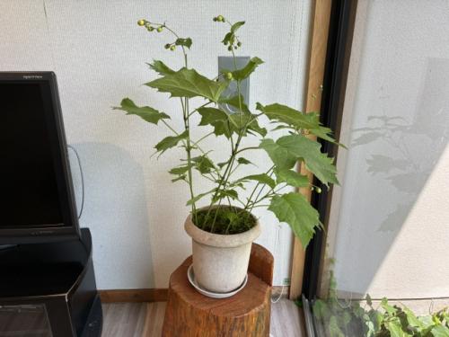 キレンゲショウマ1